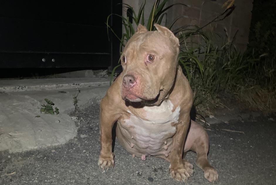 Alerta de Hallazgo Perro Desconocido Estrées Francia Alerta de Hallazgo Perro Desconocido Estrées Francia