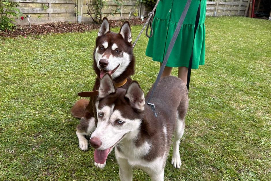 Ontdekkingsalarm Hond  Onbekend Villeneuve-d'Ascq Frankrijk